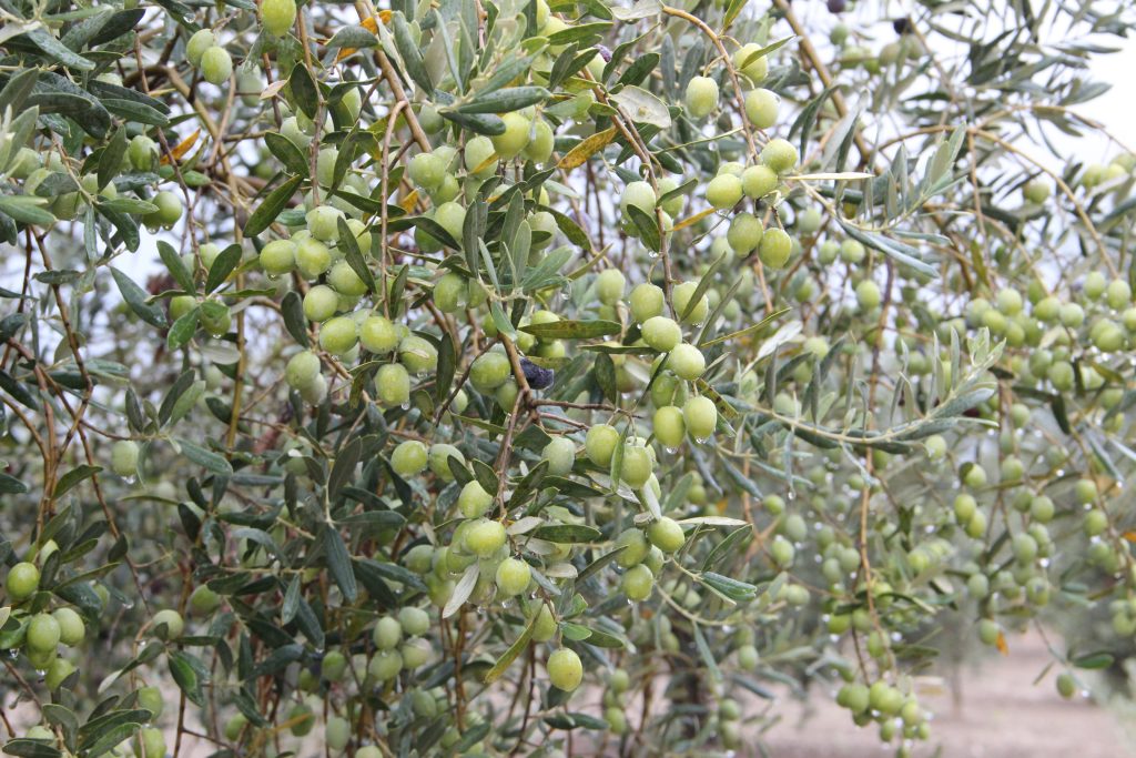 Sofralık Zeytin İhracatı 100 Bin Tonu Aştı
