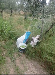 Zeytin Hırsızları Kuyucak’ta Suçüstü Yakalandı