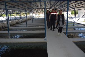 Aydın’ın Balık İhracatı 230  Milyon Dolar