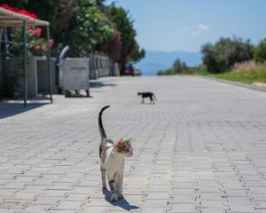 Kuşadası’nın Denize Çıkan Yolları Yenileniyor