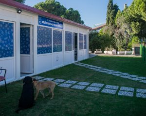 Kedi Kısırlaştırma Merkezi’ne Hayvanseverlerin İlgisi Her Geçen Gün Artıyor