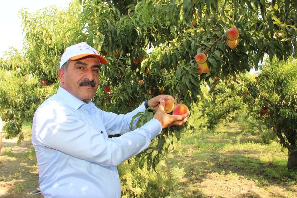 Türkiye Şeftali Ve Nektarin Üretiminde Dünya Üçüncüsü, İhracatında Dünya İkincisi