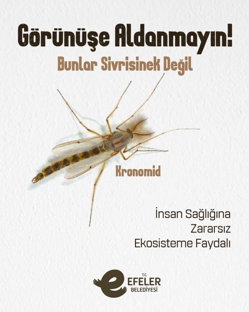 EFELER BELEDİYESİ’NDEN “YALANCI SİVRİSİNEK” KRONOMİDLER HAKKINDA ÖNEMLİ AÇIKLAMA