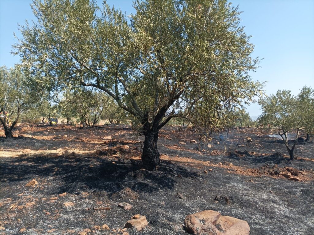 Karacasu’da tarım arazisi yandı, Başkan Büyükyapıcı uyardı