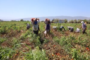 Domates işçileri çöl sıcaklarında saati 250 TL’ye ter döküyor