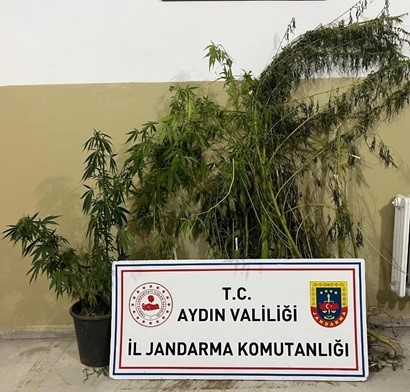 Efeler’de 22 kök kenevir ele geçirildi