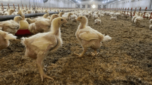 Söke’de üreticilere Kuş Gribi riski uyarısı