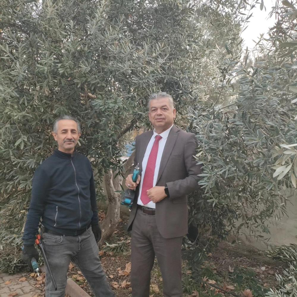 Sultanhisar’da zeytin budama kursu başladı