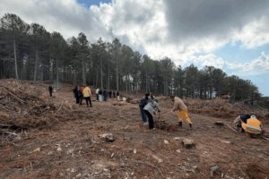 Kırşehir’den gelen üniversite öğrencileri Çine’de fidan dikti