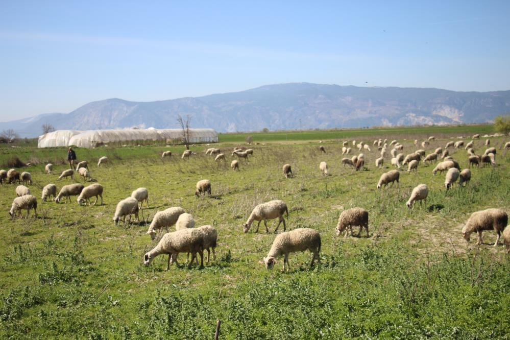 Söke’de yetiştiricilere destekleme icmali uyarısı