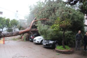 Dev çam ağacı park halindeki araçların üzerine devrildi